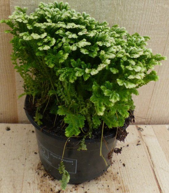 Warentuin natuurlijk Selaginella Mosplantje Klein
