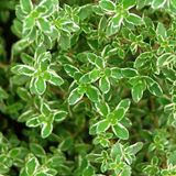 Arborix Bol 6 x Thymus Citriodorus - Citroentijm pot 9x9cm