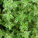 Arborix Bol 6 x Thymus Citriodorus - Citroentijm pot 9x9cm