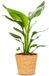 Bloomique WL Plants Strelitzia Reginae Paradijsvogelbloem Kamerplant - ± 35cm hoog - 12cm diameter - in Bruine Mand