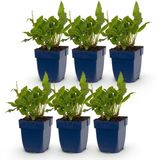 Green boutiQ - Vasteplant - Persicaria ampl. Rosea - Duizendknoop - Schaduw - Roze - 6 Planten - Pot 11cm - Hoogte 15-25cm