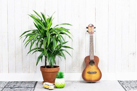 Ortega Earth Series RUDAWN Concert Ukelele - Sunburst