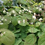 Arborix Bol 6 x Epimedium Pubigerum - Elfenbloem pot 9x9cm
