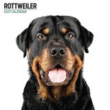Magnet & Steel Rottweiler Modern Kalender 2027 Wandkalender