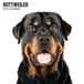 Magnet & Steel Rottweiler Modern Kalender 2027 Wandkalender