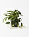 HEMA Plante Artificielle Philodendron 55 cm (vert)