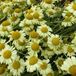 Anthemis 6 x Anthemis hybrida 'EC Buxton' - Camomille pot 9x9 cm
