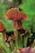 Moerings waterplanten Moerings - Sarracenia Maroon - Vleesetende Plant - 8 cm Hoog - Half-schaduw - Veel Onderhoud