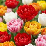 Green boutiQ - 120x Tulipa Double mix - Gevulde tulp mix - Diversen - Voorjaarsbloeier - Bolmaat 11/13