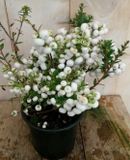 Warentuin natuurlijk Sneeuwbes Pernettya wit Symphoricarpos Warentuin Natuurlijk