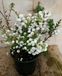Warentuin natuurlijk Sneeuwbes Pernettya wit Symphoricarpos Warentuin Natuurlijk