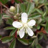 Arborix Potentilla 6 x Potentilla Tridentata 'Nuuk' - Ganzerik pot 9x9cm