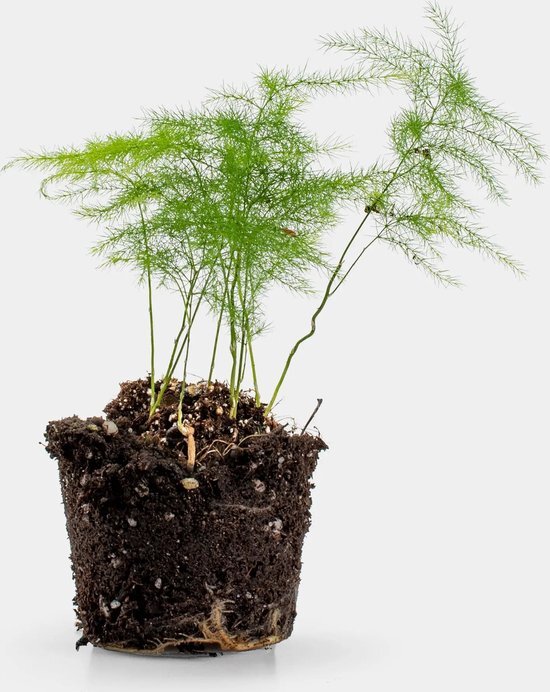 Asperges Setaceus Plumosus | Terrariumplant | &#216;6 - 15 cm