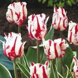 Dutch Flower Lady Red Snow Garden Tulpenbollen 10 stuks bolmaat 12+