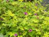 GRDplanten Groendecor Tuinarchitectuur 6x Ooievaarsbek - Geranium 'Ann Folkard' | 9x9 cm pot