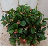 Warentuin natuurlijk Gaultheria Bergthee Warentuin Natuurlijk 3 stuks
