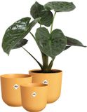 Elho Jazz Rond - Bloempotten voor Binnen - 100% Gerecycled Plastic - Set van 3 - Ø 14, 16, 19 cm - Amber geel