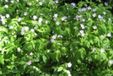 GRDplanten Groendecor Tuinarchitectuur 6x Ooievaarsbek - Geranium macul. 'Album' | 9x9 cm pot
