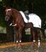 Waldhausen Couverture de monte - Cheval - Argent Gris