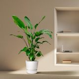 Merkloos / Sans marque Everspring - Strelitzia Nicolai - 160 cm - ⌀24