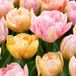 Green boutiQ - 24x Tulipa Peaches & Kisses - Tulp Peaches & Kisses - Diversen - Voorjaarsbloeier - Bolmaat 11/12