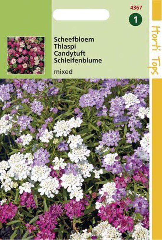 Hortitops Zaden - Iberis Umbellata Lage Fairy Gemengd