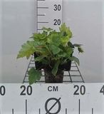 GRDplanten Groendecor Tuinarchitectuur 6x Schuimklokje - Heucherella alba 'Bridget Bloom' | 9x9 cm pot