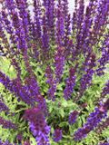 GRDplanten Bossalie 6x Salvia nemorosa 'Caradonna' - Paarse Wilde Salie - Pot 9x9 cm
