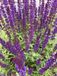 GRDplanten Bossalie 6x Salvia nemorosa 'Caradonna' - Paarse Wilde Salie - Pot 9x9 cm