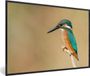 PosterMonkey Fotolijst IJsvogel - Dieren - Vogel - 30x20 cm - Kunststof - Rechthoek - Multicolor