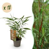 Plantenboetiek.nl Bamboe - Fargesia Asian Wonder - Bladhoudend - Niet Woekerend - Groen - 18 Planten - Ø14cm - 25-35cm hoog - Tuinplant