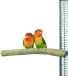 Back Zoo Nature Natuurlijke Zitstok Java Hout