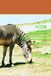 Kids wildlife colouring book
