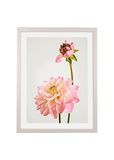 Komar Fotolijst hout wit met kunst poster "Dahlia" als set - 30x40 cm