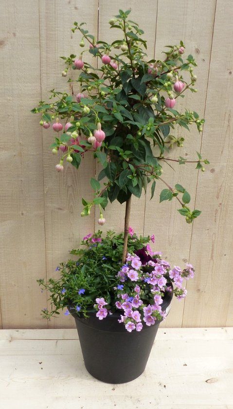 Warentuin Natuurlijk Plastic plantenbak antraciet Fuchsia roze met zomerbloeiers roze h80 cm