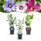 Plantenboetiek.nl | Hibiscus syriacus Tricolour - Bloem Roze, Wit en Blauw - 3 Planten - Bladverliezend - Weinig Onderhoud - Ø18cm - 35-45cm hoog - Tuinplant