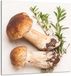 TMK ArtDeko Panneau de cuisine en verre 60x65cm Grzyby