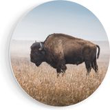 Artaza Forex Wall Circle Bison in the Grass - 50x50 cm - Small - Wall Circle - Round Painting - Wall Decoration Circle