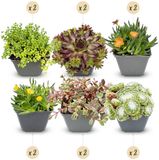 Green boutiQ - 12x Alpine mix - Alpenplanten mengsel - Diversen - Vaste plant - Ø7cm - 10-12cm
