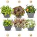 Green boutiQ - 12x Alpine mix - Alpenplanten mengsel - Diversen - Vaste plant - Ø7cm - 10-12cm