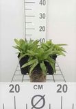 GRDplanten Groendecor Tuinarchitectuur 6x Klokje - Campanula glom. 'Acaulis' | Blauw/Paars | Half-schaduw | 9x9 cm pot
