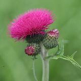 Cirsium rivulare 'Atropurpureum' 6x Pot 9x9cm