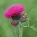 Arborix Cirsium rivulare 'Atropurpureum' 6x Pot 9x9cm