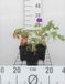 Groendecor Tuinarchitectuur 6x Géranium hybr. 'Blue Blood' | pot de 9x9 cm