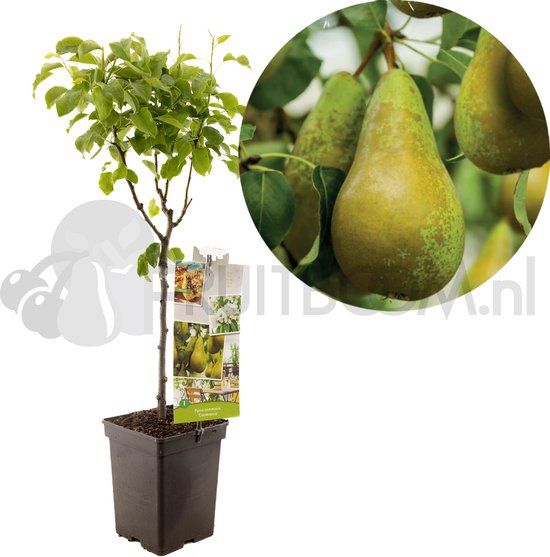 Fruithof Pyrus communis Conference | handpeer | patio