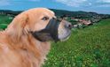 Nobby Nylon verstelbare snuit voor hond, M, maat 2 18-24 cm, zwart