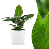 Green boutiQ - Musa Oriental Dwarf - Dwergbanaan - 1 Plant - Pot 12cm - Hoogte 30cm