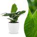 Green boutiQ - Musa Oriental Dwarf - Dwergbanaan - 1 Plant - Pot 12cm - Hoogte 30cm