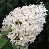 Arborix Bol Hydrangea Paniculata 'Grandiflora' - Hortensia 40-50 cm in pot