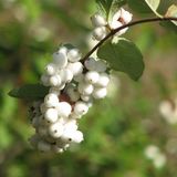 Arborix Symphoricarpos Doorenbos 'White Hedge' - Sneeuwbes 50-60 cm in pot